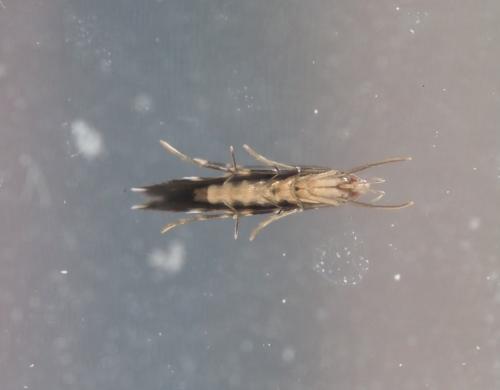 Réf. 347 406 : Cosmopterix pulchrimella